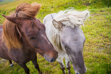 Horses at the meadows of Iceland