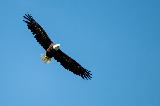 Eagle soaring in the blue sky