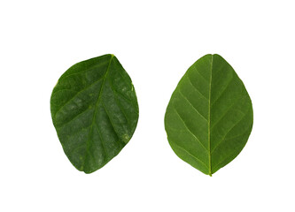 green leaves isolated