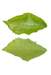 green leaves isolated