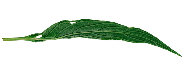 green leaf isolated on white