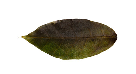 green leaf isolated on white