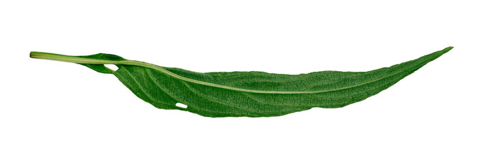 green leaf isolated on white