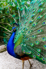 Obraz premium peacock with feathers