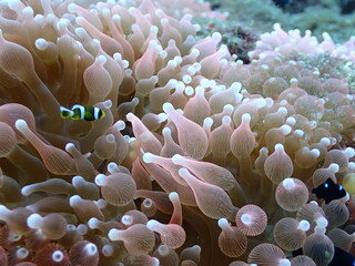 海の中の赤いサンゴイソギンチャクとクマノミとミツボシクロスズメダイ