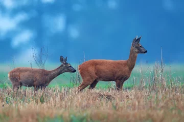 Fototapeten Roe deers in the wild © Janusz