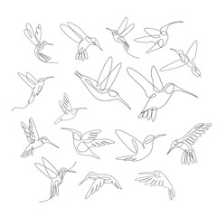 hummingbird line illustration © alpha