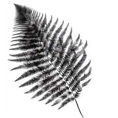 abstraction fern, black and white on white background.