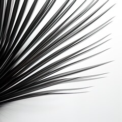 Obraz premium abstraction palm leaves, black and white on white background.