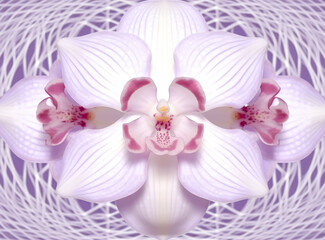 Fototapeta na wymiar Pink and beige Orchid purple flowers, Orchid stems, orchid flower texture.