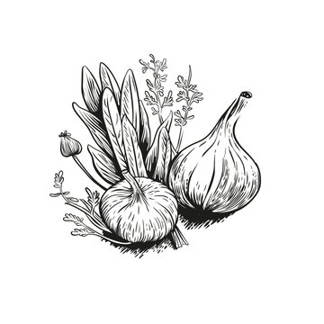  Beautiful handdrawn vegetables vintage style vector illustration