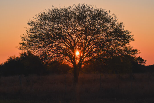 ATARDECER - ARBOL