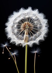 A delicate macro capture of a dandelion in exquisite detail, revealing the intricate beauty of its delicate seeds and fragile structure. Microcosmic artistry. Generative AI.