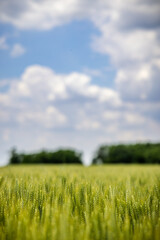 wheat field and blue sky