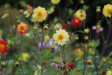 Yellow, pink and red dahlias flowers in garden, closeup.