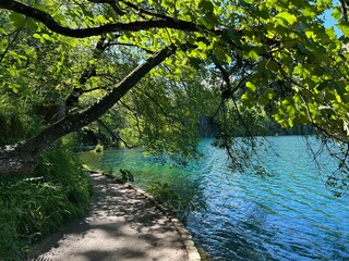 Naklejka premium Wooden paths and walkways along the lakes and through the forest in the Plitvice Lakes National Park - Plitvica, Croatia (Drvene staze i šetnice u Nacionalnom parku Plitvička jezera - Hrvatska)