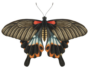 Realistic watercolor butterfly Papilio Memnon Heronus isolated transparent background