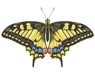 Realistic watercolor butterfly Papilio Machaon isolated transparent background