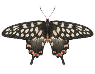 Realistic watercolor butterfly Papilio Antenor isolated transparent background