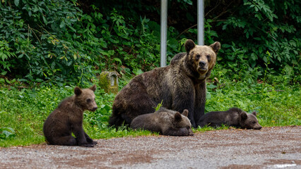 European Brown Bear in the Carpathians of Romania