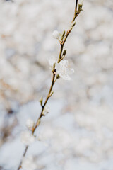 FRÜHLING