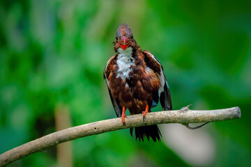 White-throated kingfisher perching on branch