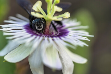 Wildlife close-up: Bumblebee on a passion flower
