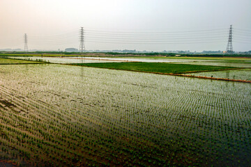 Green and flooded rice field in South Korea, near Iksan, Jeollabuk-do