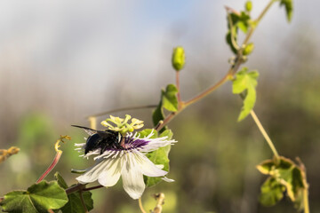 Wildlife close-up: Bumblebee on a passion flower