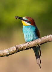 European bee-eater, Merops apiaster. Close-up of a bird on a beautiful background