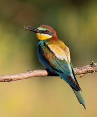European bee-eater, Merops apiaster. A bird sits on a branch with a prey in its beak