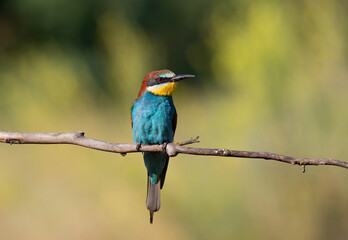 European bee-eater, Merops apiaster. An early morning bird sits on a branch, against a beautiful background