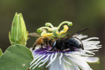 Wildlife close-up: Bumblebee on a passion flower