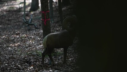 A 3D standing dahl or bighorn sheep decoy target set up in a forest for bowhunter practice and competition.