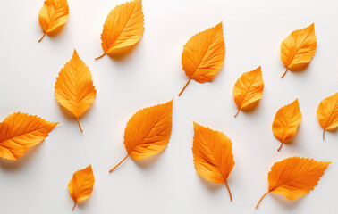 Autumn leaves on white background