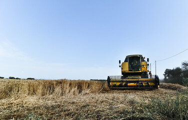 Obraz premium wheat harvest with truck