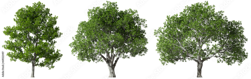 Poster Isolate eco jungle big trees set on transparent backgrounds 3d rendering png