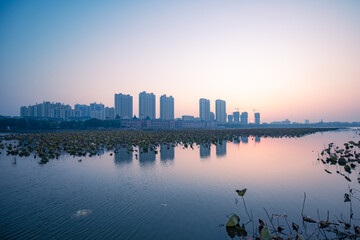 In autumn, on the surface of the lotus pond in the city park, the residual lotus is illuminated by...