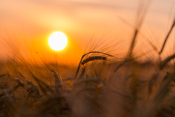 Golden ears of wheat on the field