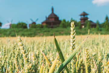 Field with wheat on the background of ethnic wooden buildings Ukraine.