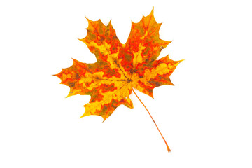 autumn maple leaf