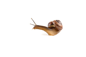 Garden snail ,isolated on white