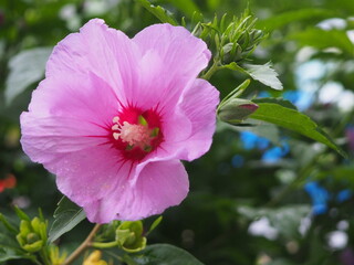 Hibiskus, okwiat © EwaAF