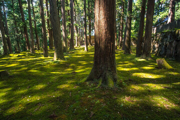福井 平泉寺白山神社の美しい苔の庭園と夏の木漏れ日