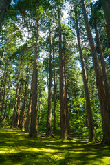 Obraz premium 福井 平泉寺白山神社の美しい苔の庭園と夏の木漏れ日