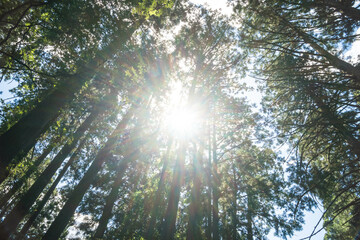 福井 平泉寺白山神社の森に降り注ぐ夏の木漏れ日