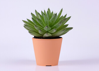 Nature's Elegance: Potted Plant Gracefully Standing on White Background - Botanical Beauty in Focus
