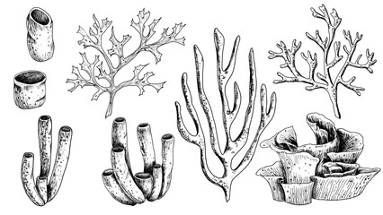 Vector sea Corals set. Hand drawn illustration of underwater Reefs on white isolated background. Undersea engraving painted by black inks. Bundle of marine plant for design in nautical style. © Alisles