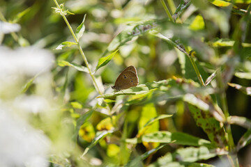 Bright fresh summer wildflowers under the summer sun in the field - natural colors of summer nature