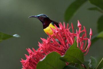 Purple rumped sunbird on a flower
